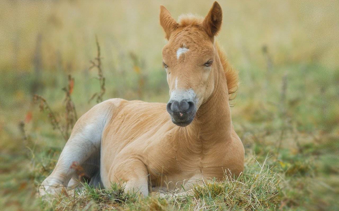 Недоверчивый. Автор: Игорь Триер север,жеребёнок,лошадь,природа,деревня,краски,печора,коми, north,nature,village,paint,pechora,komi republic, Игорь Триер