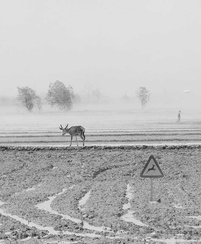 #hosseinmehrzad #myfeatureshoot #friendsinperson #حسین_مهرزاد #everydayeverywhere #persianlikes #hartcollective #streetpho Domestic animalsphoto preview