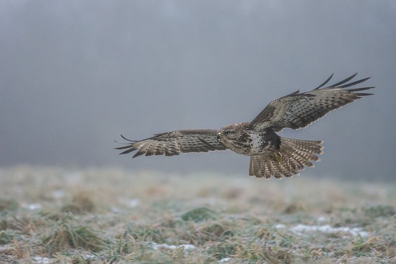 Myszołów.photo preview