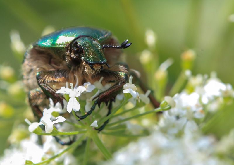 жук, бронзовка \