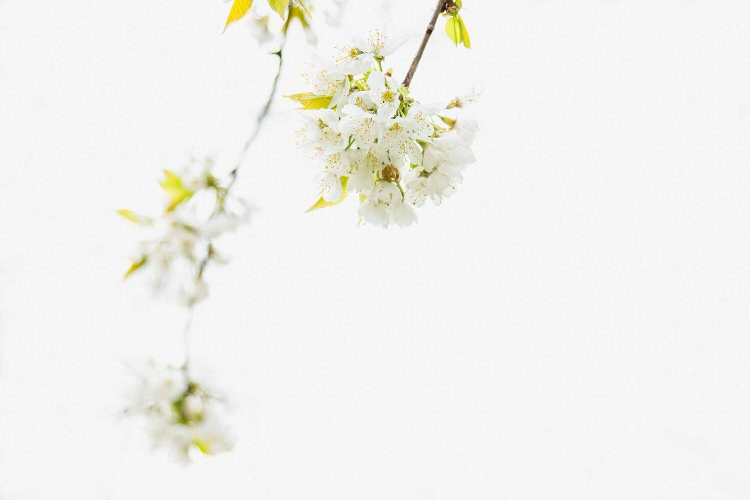 White spring. Автор: Марко Радовановић весна, фруктовый сад, цветение, домашний, завод, цветочный, дерево, ветки, высокий ключ, spring, orchard, blossom, domestic, plant, floral, tree, branches, high key,, Марко Радовановић