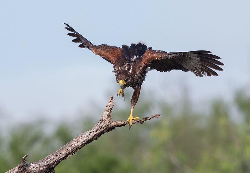 пустынный канюк, harris hawk, hawk, tx, texas Пустынный канюк - Harris Hawkphoto preview