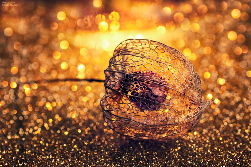 макро, растения, физалис, боке, растения, macro, boke, plants, physalis photo preview