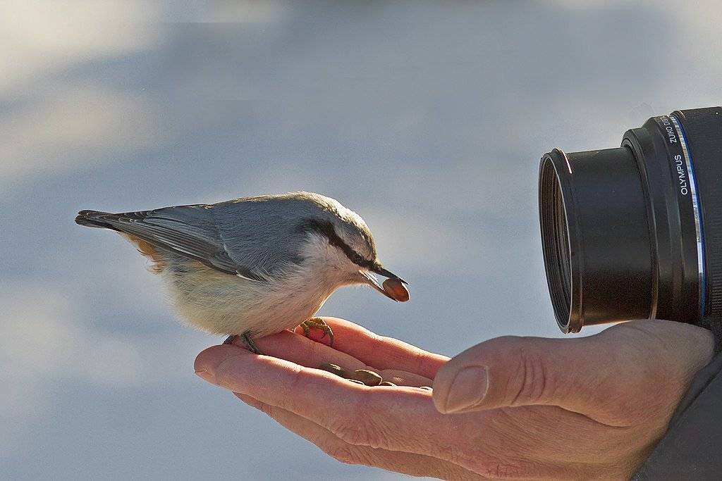 Доверие. Автор: Игорь Триер , Игорь Триер