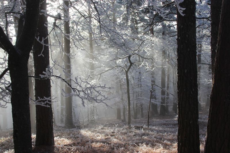 Январский лесphoto preview