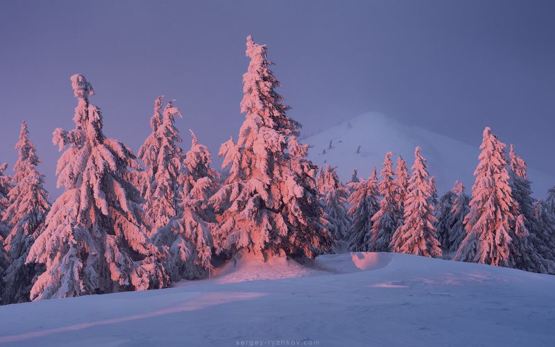 карпаты, горы, украина, пейзаж, природа, зима, лес, nature, carpathians, ukraine, landscape, winter Вечерняяphoto preview