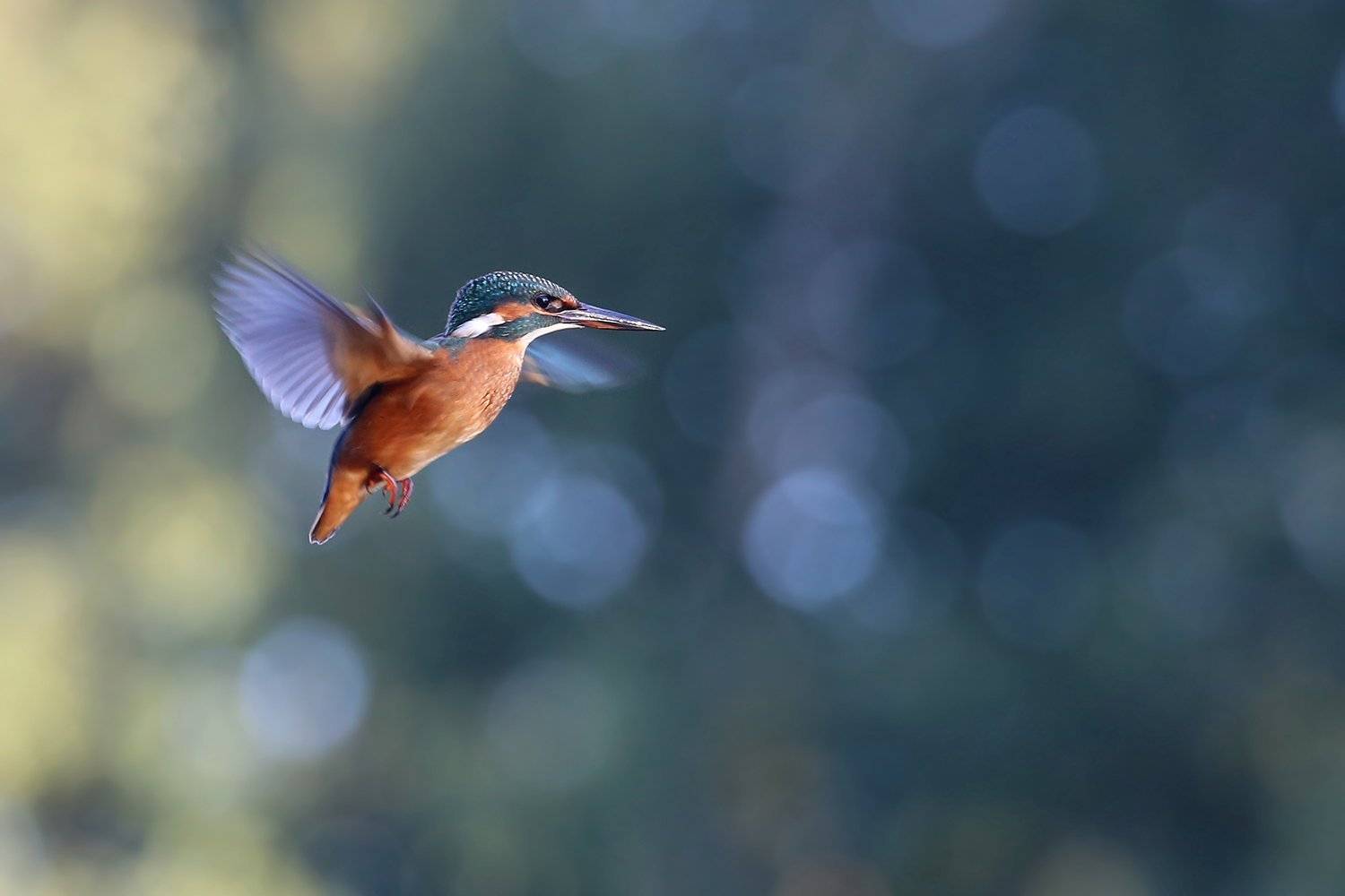 голубой зимородок, обыкновенный, common kingfisher, alcedo atthis, zivju dzenītis, riga, latvia,, Виктор Иванов