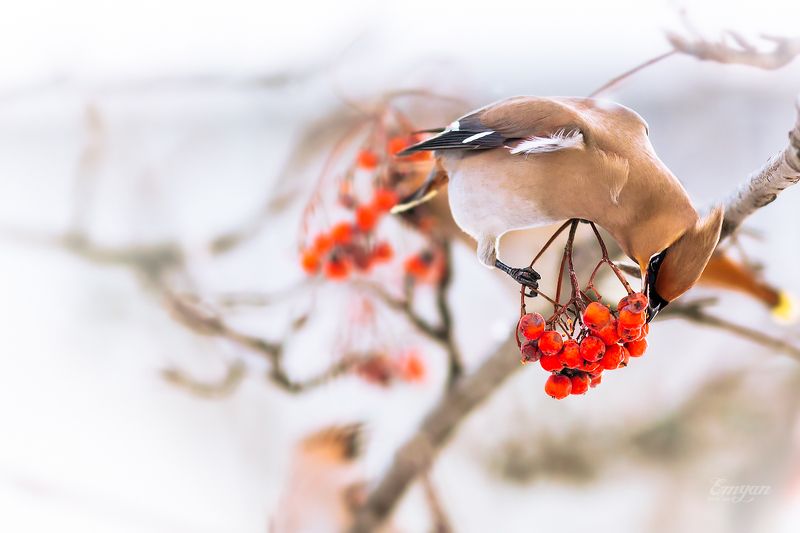 рябина, свиристель, животные, птицы, animals, bird, bohemian waxwing, berries Рябиновый завтракphoto preview