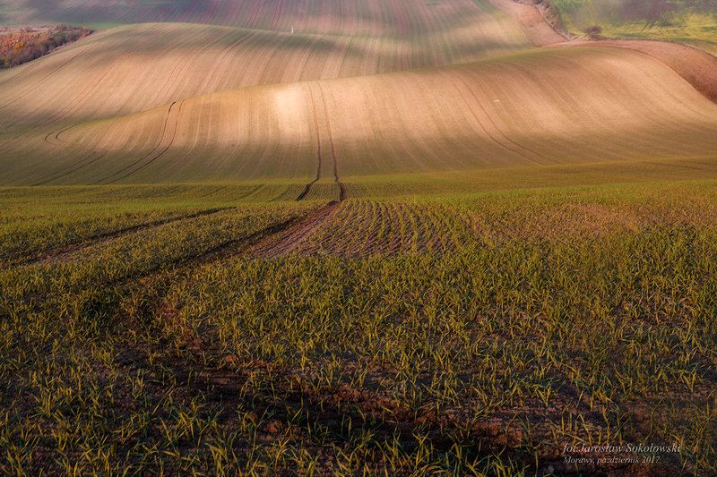 idąc w pole...photo preview