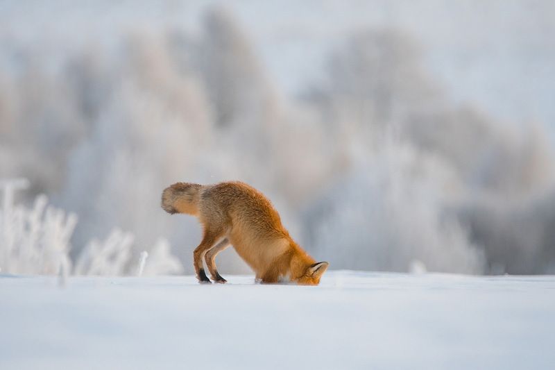 Что там под снегом?photo preview