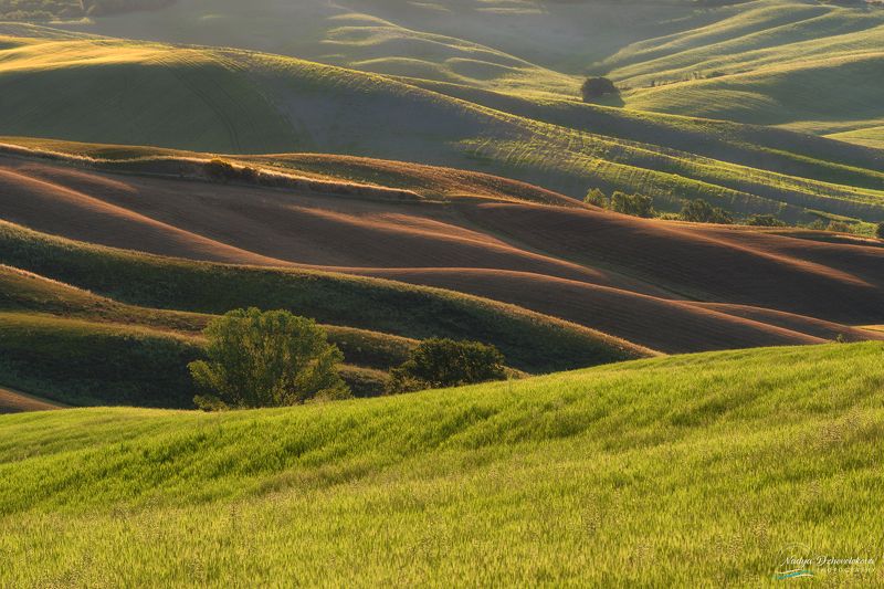 fields, tuscany, tree, sun, sunlight Golden fieldsphoto preview