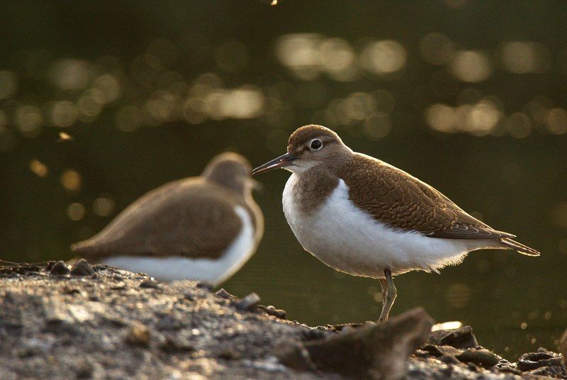 Перевозчикиphoto preview