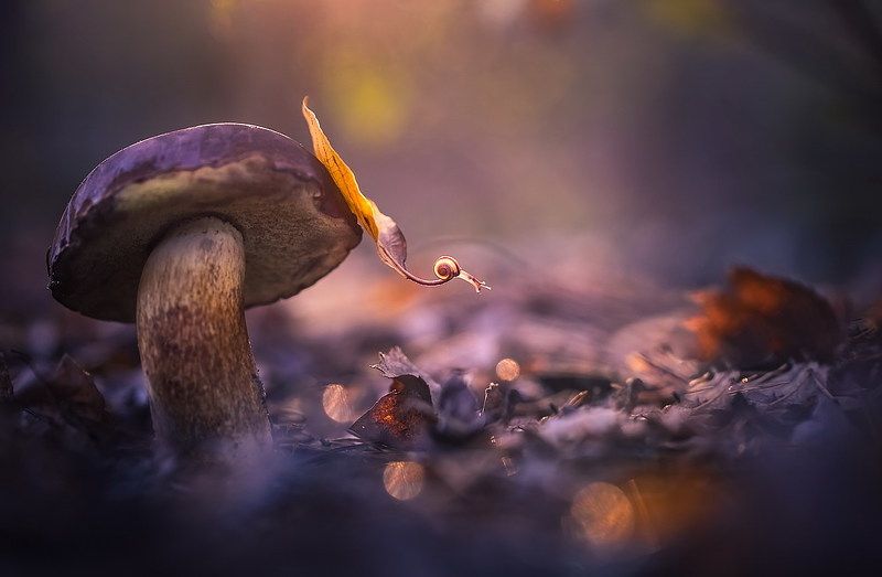 Эх на листке-самолете да в летоphoto preview