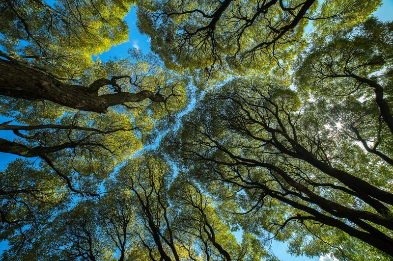 застенчивость кроны, разомкнутость полога, застенчивость полога, межкроновое пространство Застенчивость кроныphoto preview