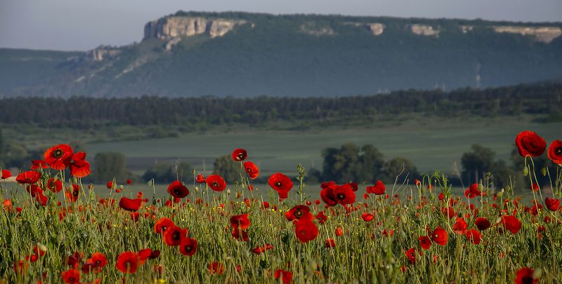 Маки.photo preview