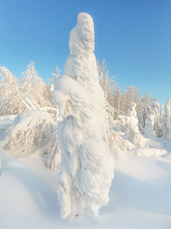 север,природа,лес,зима,краски,печора,коми,красота́ ,снег,north,nature,forest,winter,paint,pechora,komi republic,beauty ,snow Причуды зимыphoto preview