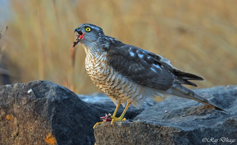 nikon d850,, Eurasian sparrowhawkphoto preview