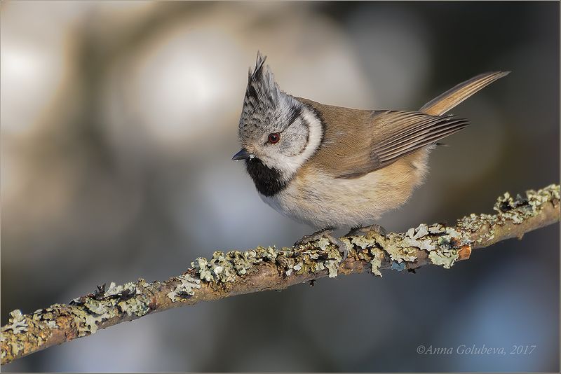 птицы, природа, гренадёрка, хохлатая синица, parus cristatus, crested tit, зима, январь, 2010, подмосковье, черноголовка Лесная красавицаphoto preview