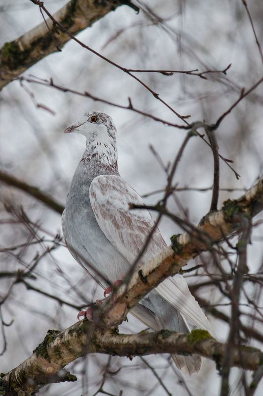 Голубьphoto preview