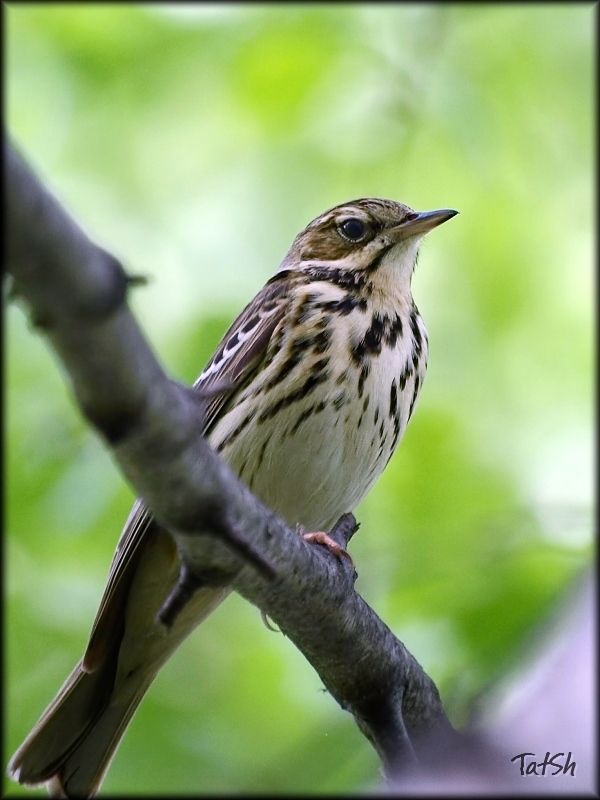 лесной конёк, птицы, фауна, птицы россии, лесная шеврица, Anthus trivialis Лесной конёк фото превью