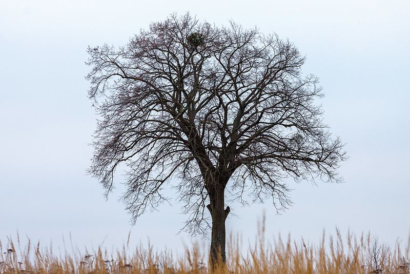 ОДИНОЧЕСТВОphoto preview