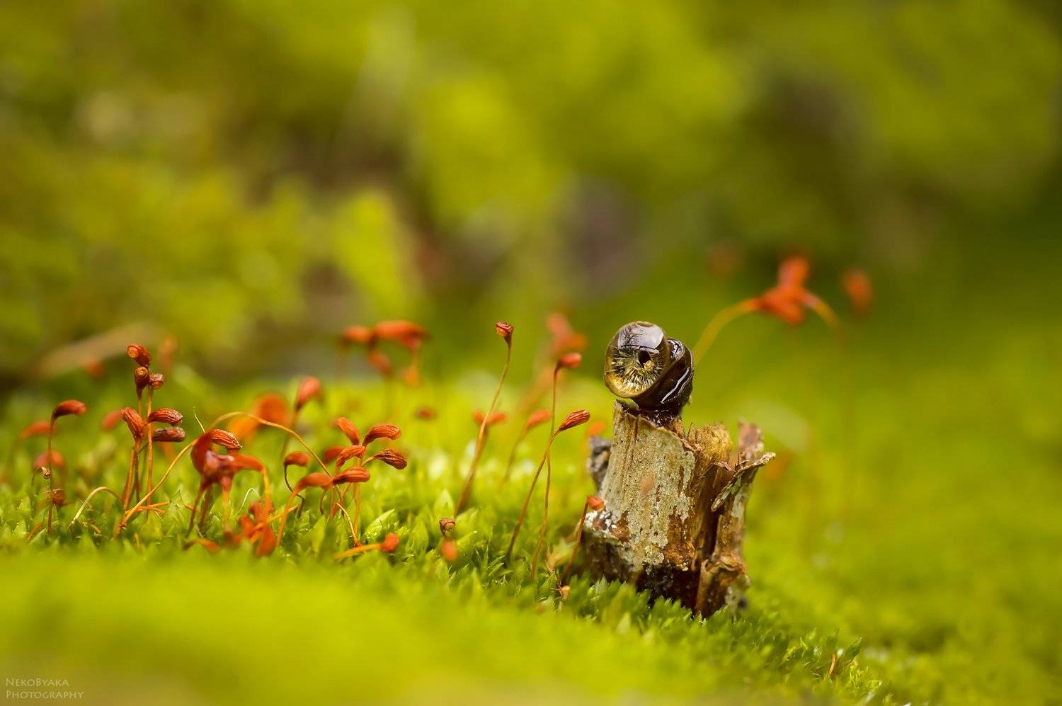 "Око леса". Автор: Тараненко Анжелика макро, природа, мох, капли, macro, plants, nature, drops, moss, Тараненко Анжелика