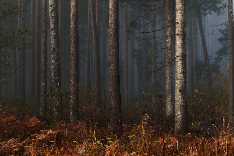 Раннее утро в лесуphoto preview