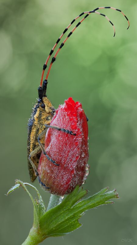 agapanthia pustulifera, стеблевый усач, анемон Когда цветут анемоны  (из серии \