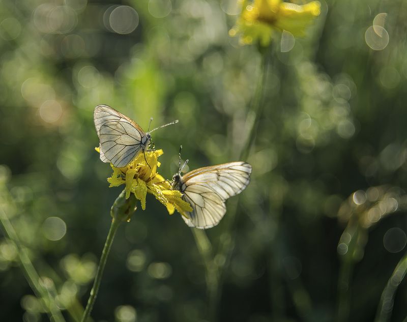 Завтрак на двоих.photo preview