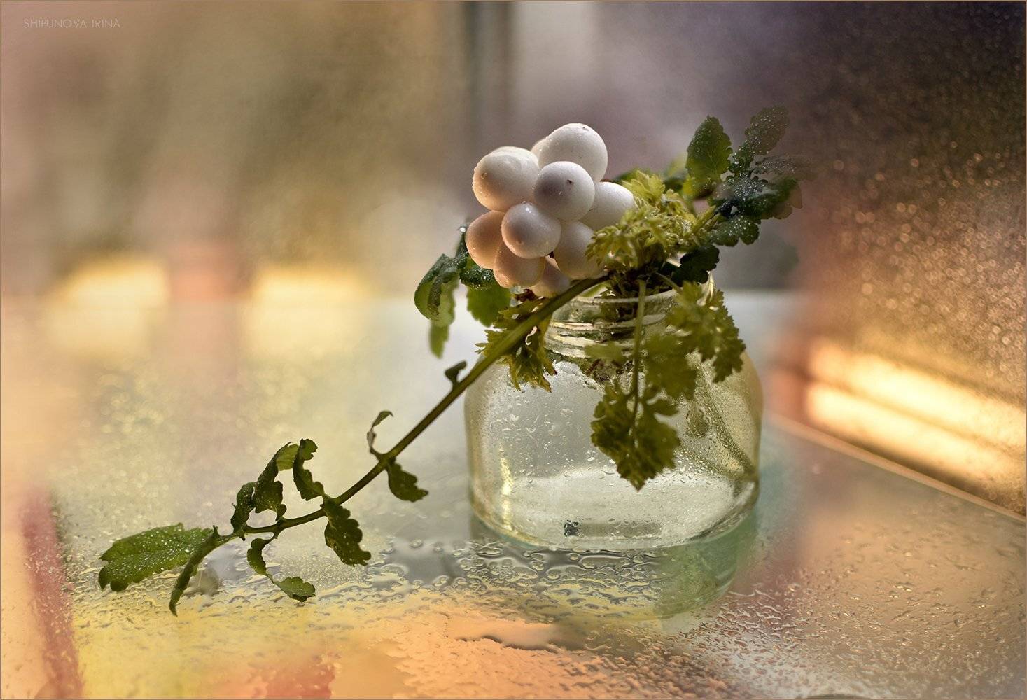 снежник, зелень, стекло, боке, капли, весна, Шипунова Ирина