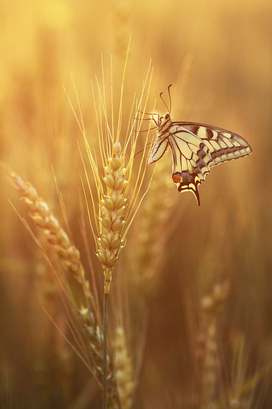 макро насекомые бабочки махаон Махаон на пшеничном полеphoto preview