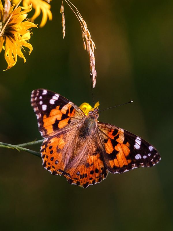 насекомые,бабочки,природа,север,краски,печора,север,коми Насекомыши фото превью