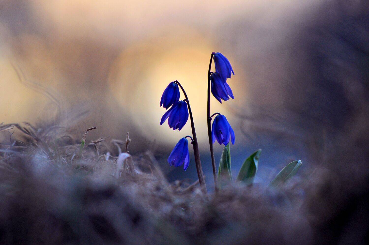 .... Автор: Макеев Алексей , Макеев Алексей