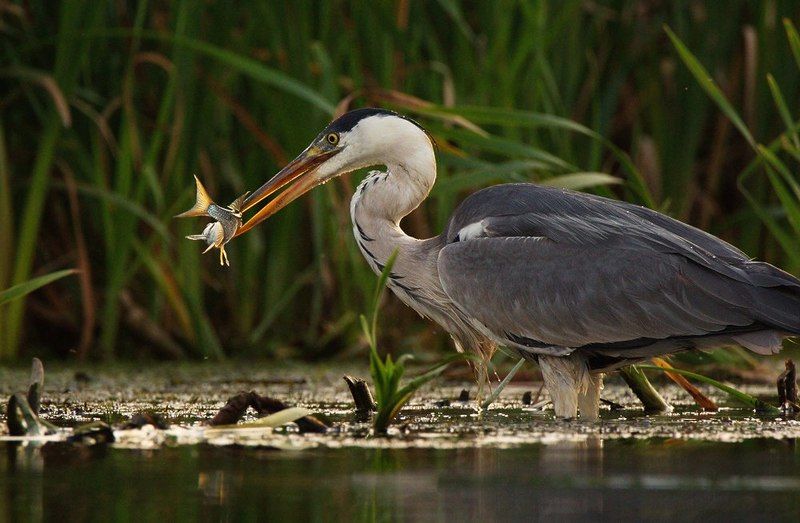 птицы серая цапля С уловом.photo preview
