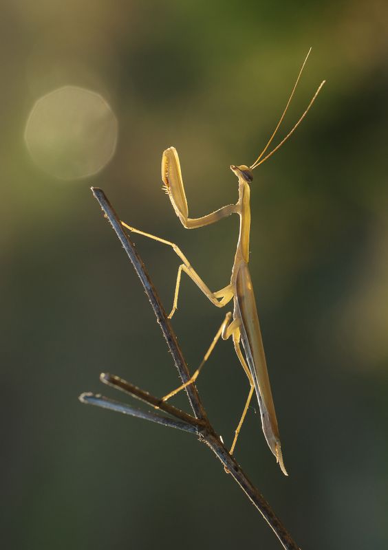 макро, богомол, солнце Солнцепоклонникphoto preview