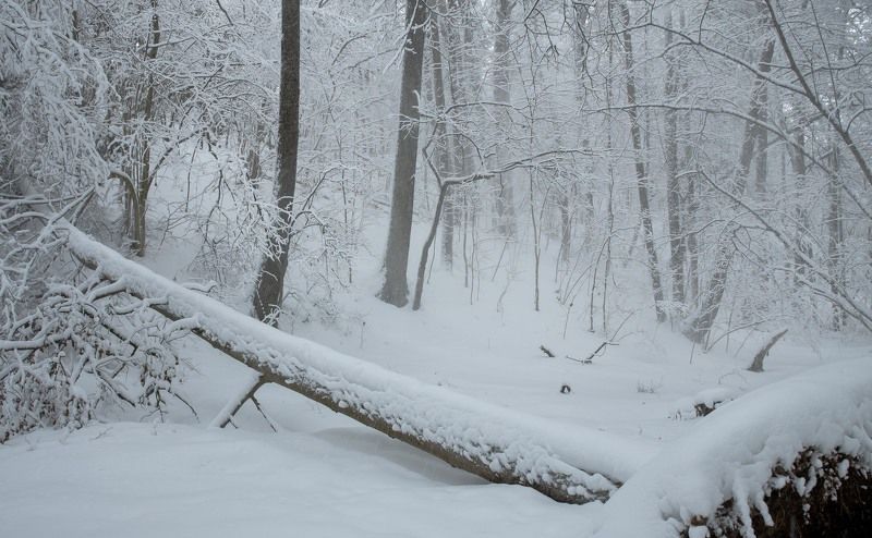 зима, снег, много снега, зимняя сказка, заснеженный лес, белый, москва река, николина гора Десяточек минут зимней сказкиphoto preview