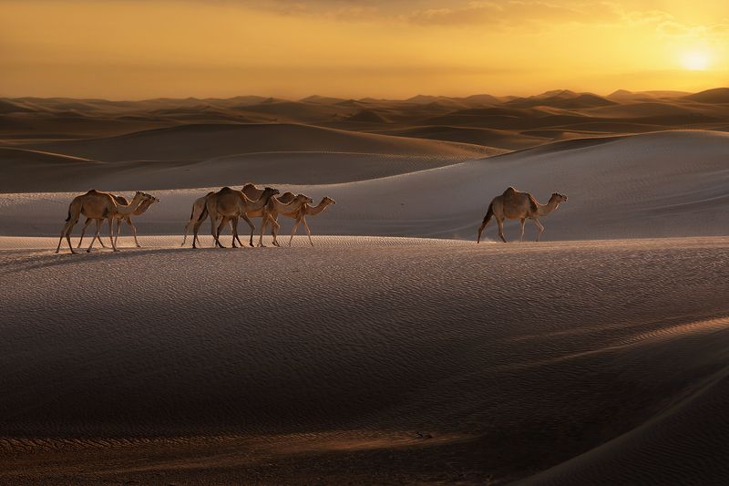 пустыня, верблюд, караван, пески, песок, бархан, ветер, закат, арабские эмираты Step by stepphoto preview