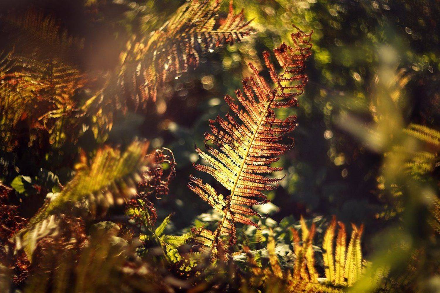 , Елена Галицкая