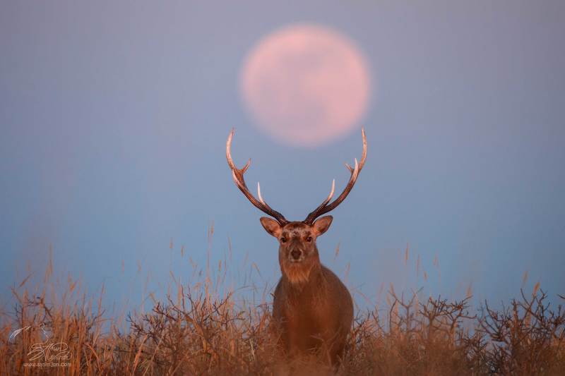 Восхождение супер Луныphoto preview