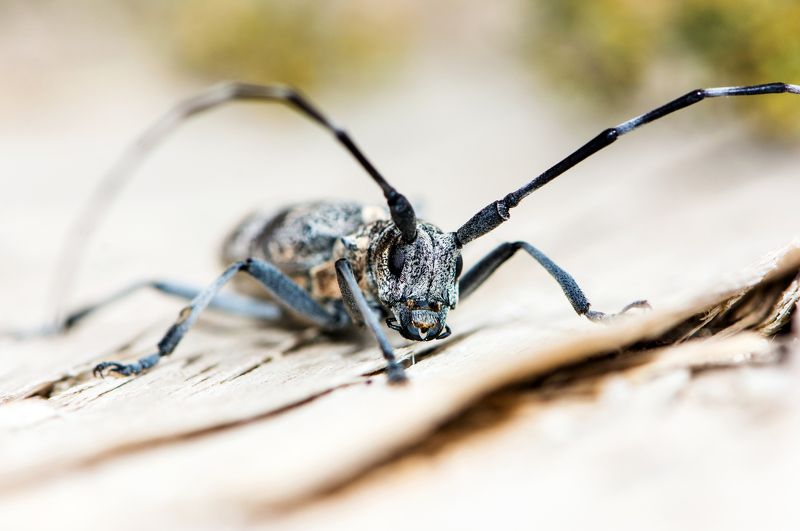 я - жук-короед, а ты кто? Я - жук-короед, а ты кто?photo preview