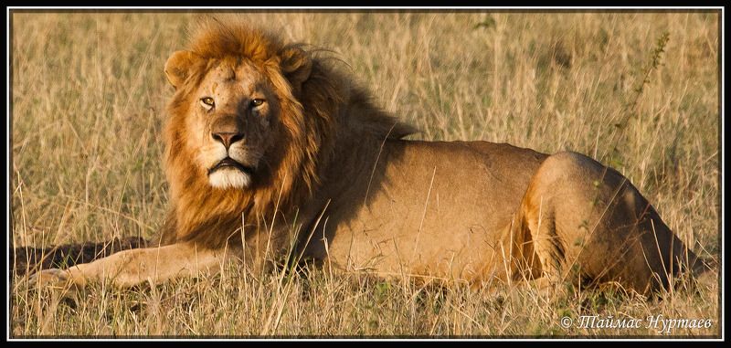 легенду ТЕ КТО ВОССОЗДАЮТ  ЛЕГЕНДУ О ВЕЛИКОЙ  САВАННЕphoto preview