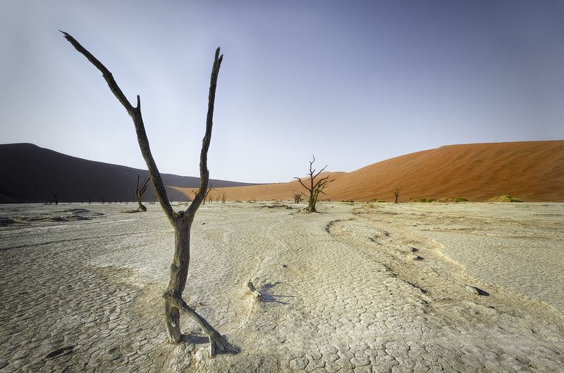 Monkey treephoto preview