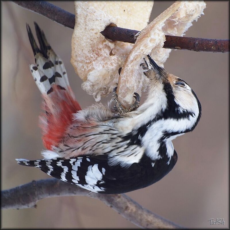 Москва, Битцевский лесопарк, природа, Белоспинный дятел, Dendrocopos leucotos, зима, снег, мороз, сало - Люблю я вкусненько поесть!.. фото превью