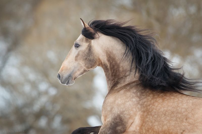 лошадь, жеребец, андалуз, зима, портрет photo preview