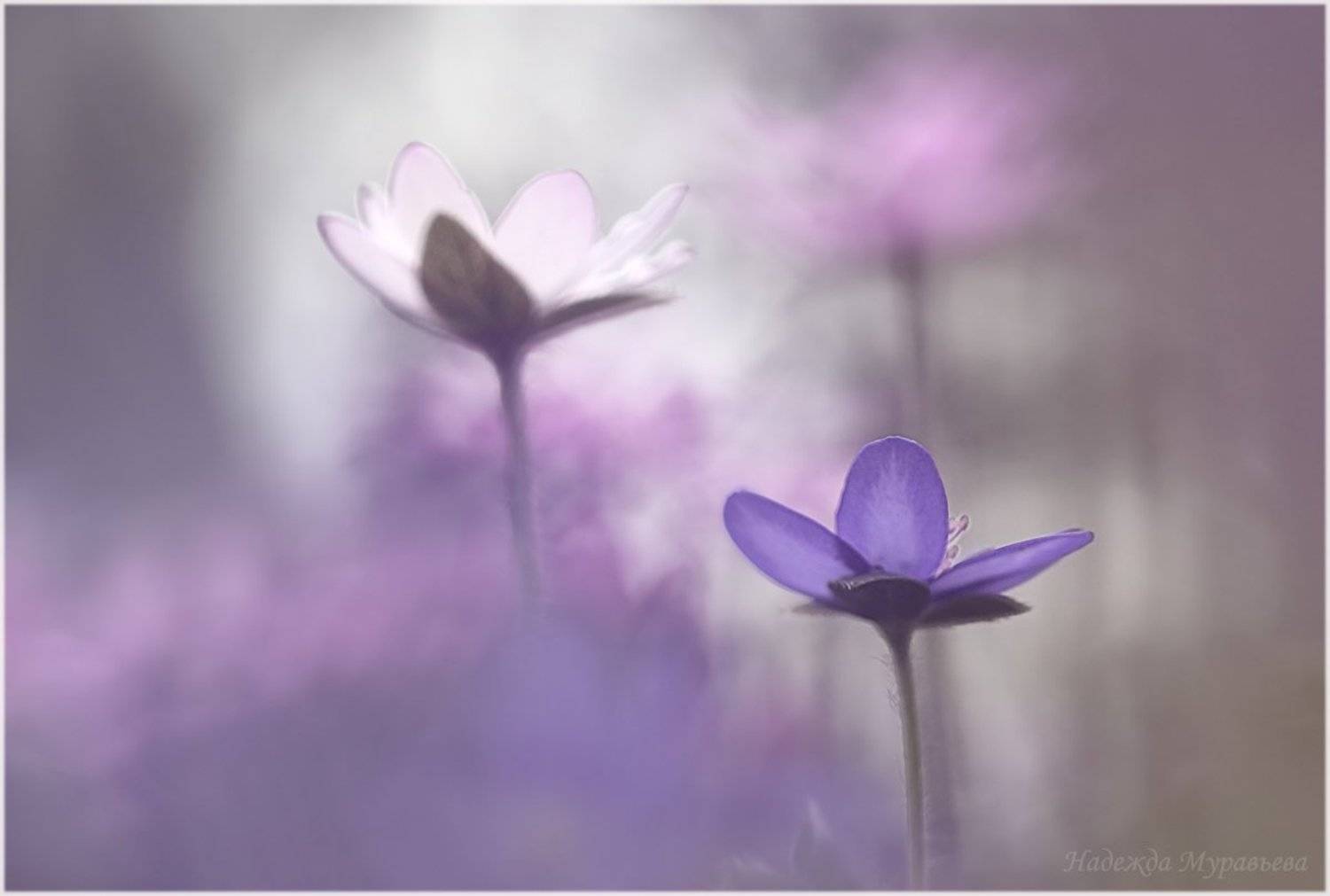 печёночница, hep&aacute;tica, перелеска, Надежда Муравьёва