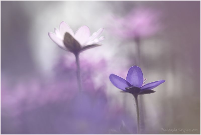 печёночница, hepática, перелеска В полуснеphoto preview