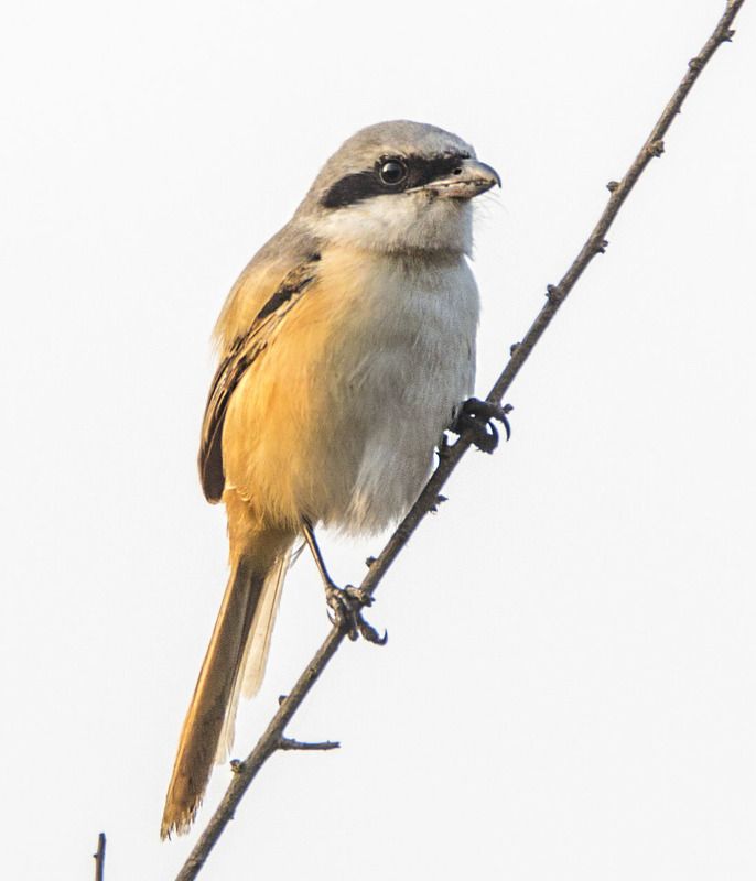 Птицы и белка пальмовая, Индияphoto preview