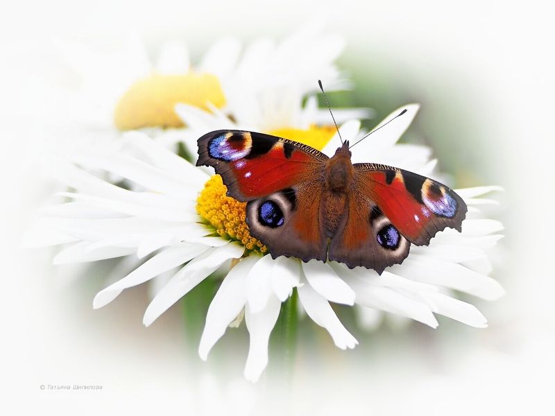 бабочка, павлиний глаз, inachis io, ромашки, лето, природа На крыльях лето... фото превью