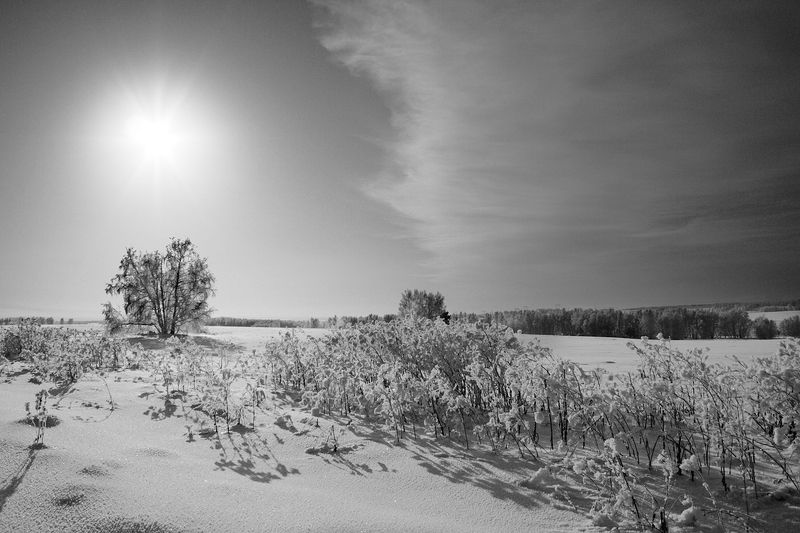 Зимний монохромphoto preview