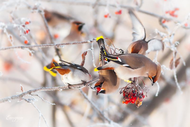 свиристель, bohemian waxwing, animals, bird, nature, птицы, ягоды, winter, зима Налетай!photo preview